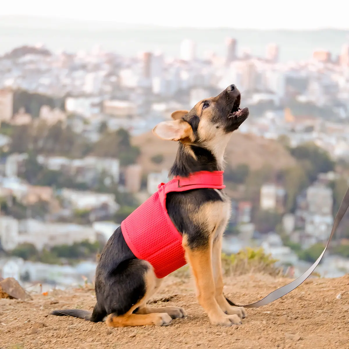 Martingale Dog Harness 1