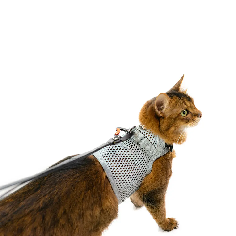 Martingale Cat Harness 1